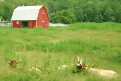 The Perfect Cow Pasture