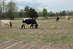 Redfern’s Prescribed Grazing