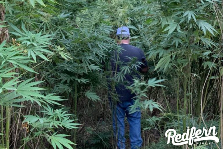 Hemp vs Marijuana