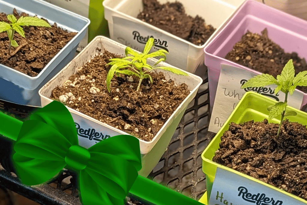 Redfern-Hemp-Co_Cannabis-Clones-Giftting_Seed-to-Homegrown-Cannabis-in-Virginia Homegrown Virginia Cannabis Clones Gifts by Redfern Hemp Co.