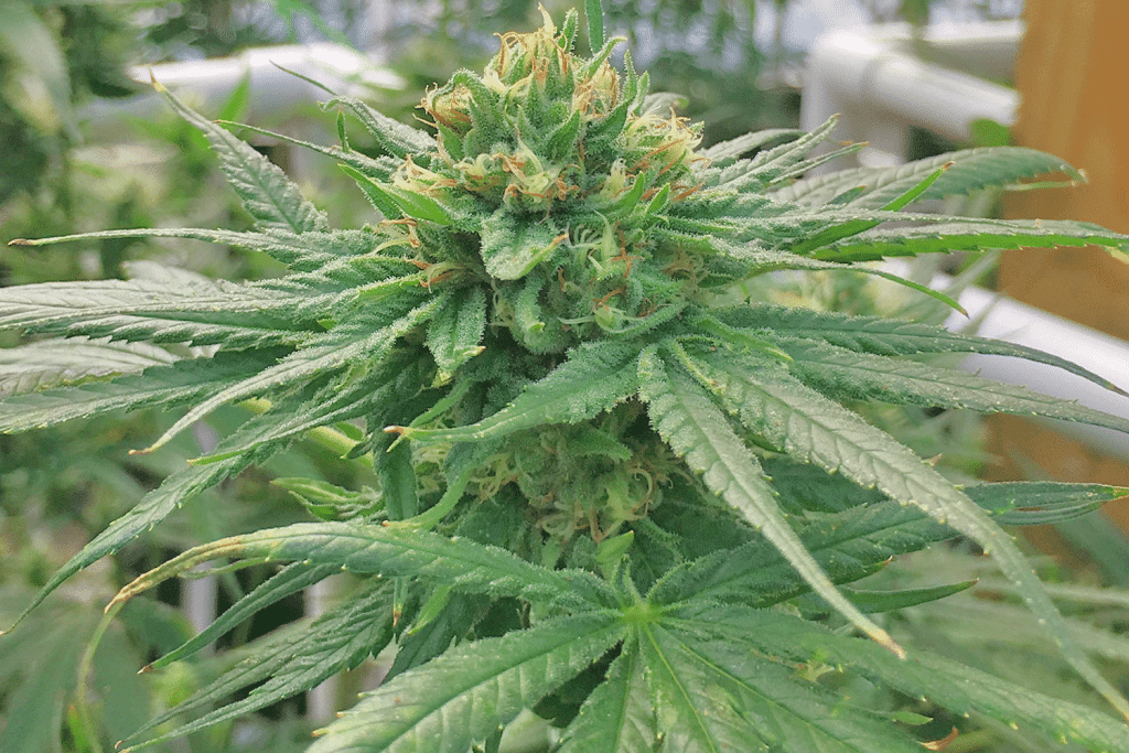 Learn the Legal Requirements for Homegrown Cannabis in the State of Virginia