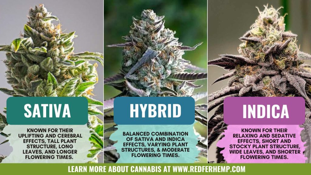 0223D3D9-DE9B-4EE8-8D47-25E3D934476A Learn more about your outdoor cannabis varieties Sativa, Indica and hybrid strains