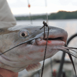 Corey Reed Favorite Fish to Catch