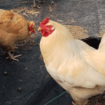 Redfern Hemp Chickens