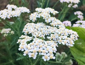 Herbs-of-the-Year-yarrow-flower-close