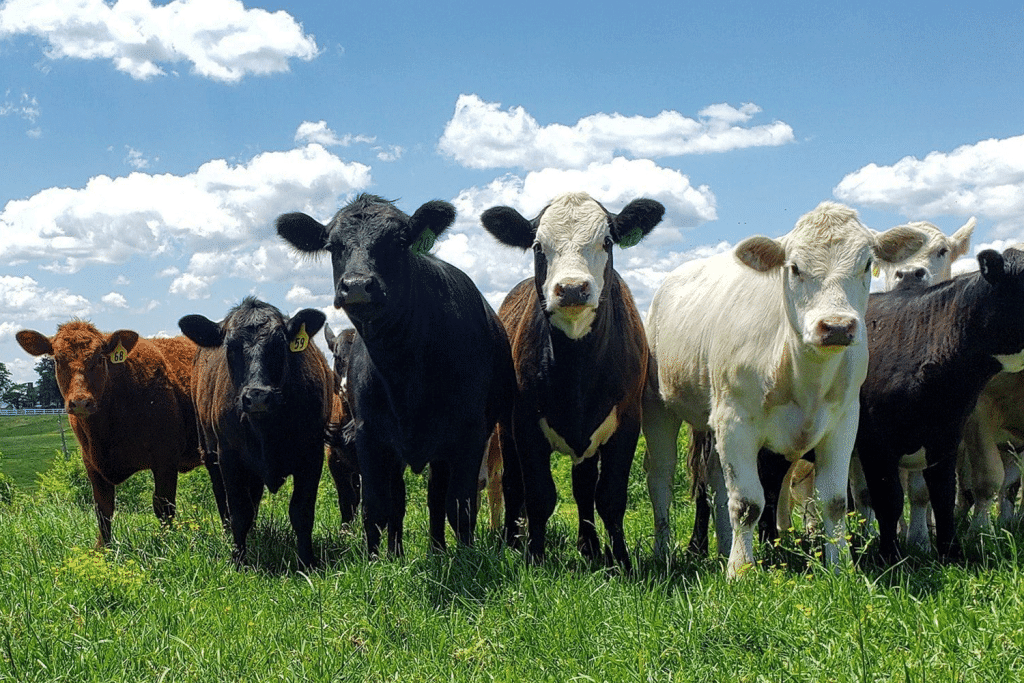 Charity Hill Farms Local Virginia Grass Feed Cows, Beef and Steak