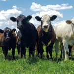 Charity Hill Farms High Quality Beef Hefers Cows