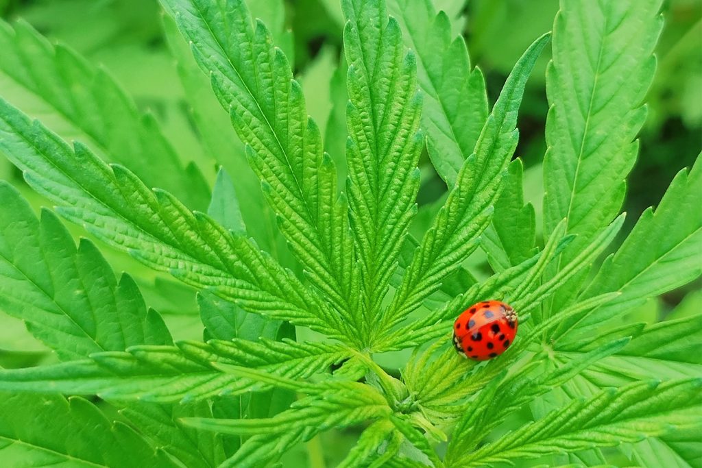 Lady-Bug-Cannabis Leaf - Marijuana v Hemp Virginia Cannabis Laws
