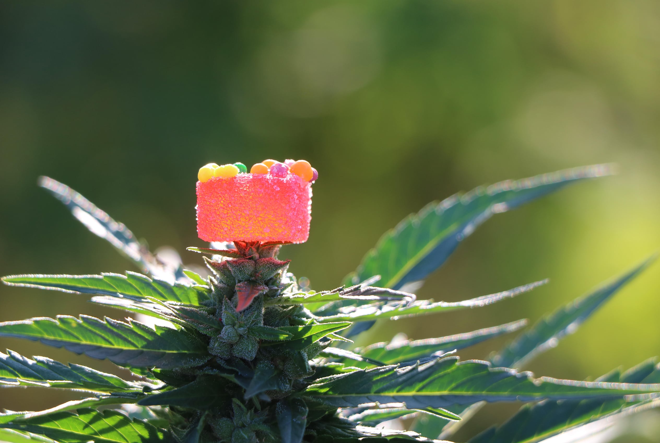 Help Build Redfern’s Next Hemp Chapter